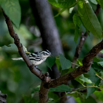 Black-and-white Warbler