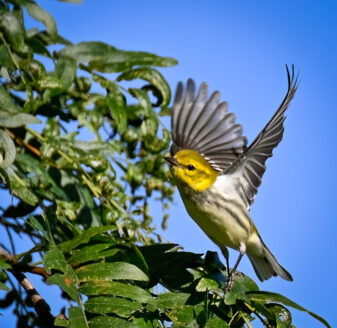 Black-throated Green Warbler