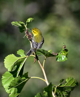 Black-throated Green Warbler