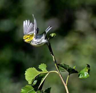 Black-throated Green Warbler