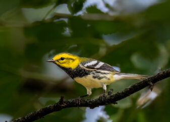 Black-throated Green Warbler