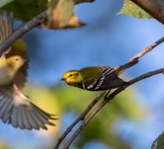 Black-throated Green Warbler