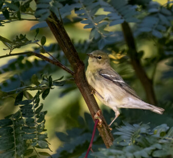 Blackpoll Warbler