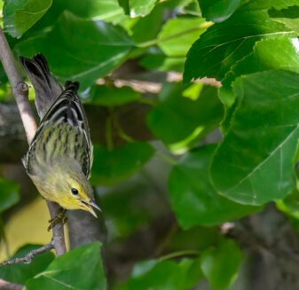 Blackpoll Warbler