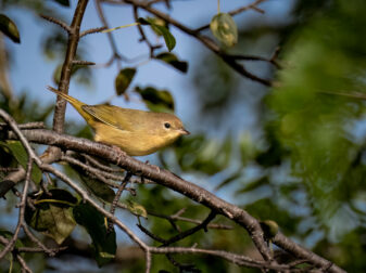 Common Yellowthroat