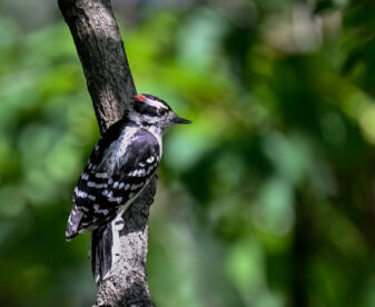 Downy Woodpecker