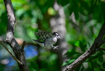 Downy Woodpecker