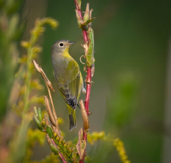 Nashville Warbler