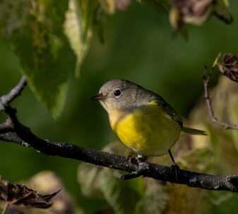 Nashville Warbler