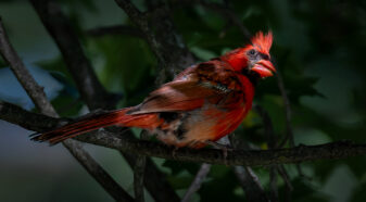 Northern Cardinal