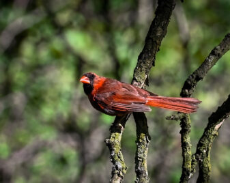 Northern Cardinal