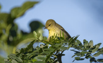 Orange-crowned Warbler