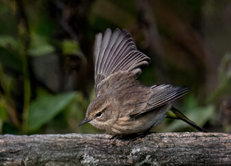 Palm Warbler