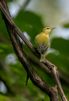 Tennessee Warbler