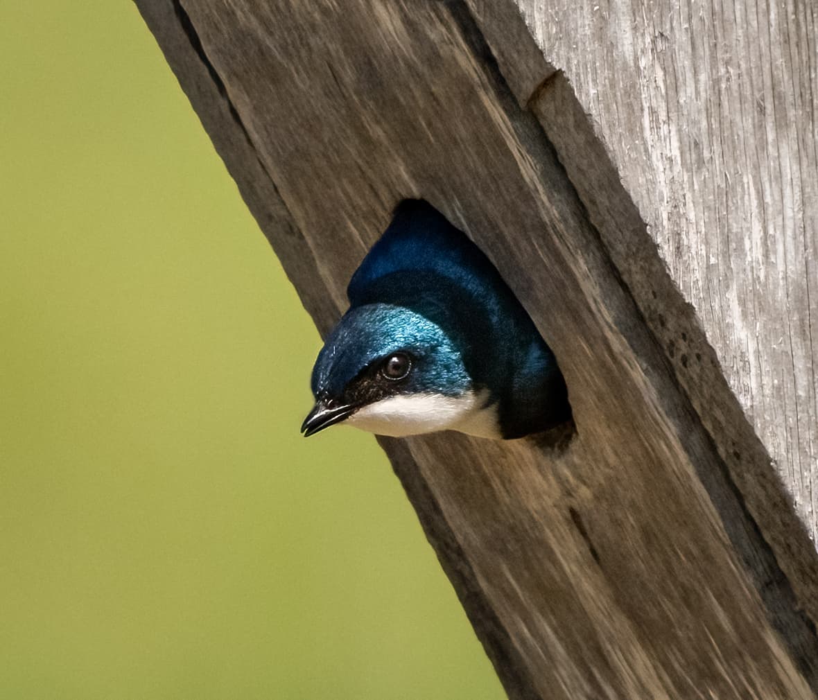 Following the Fall Migrants