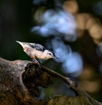 White-breasted Nuthatch