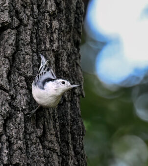 White-breasted Nuthatch