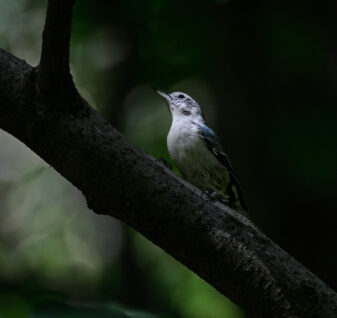 White-breasted Nuthatch