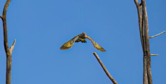 Northern Flicker Yellow-shafted