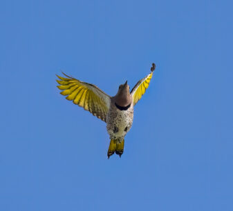 Northern Flicker Yellow-shafted