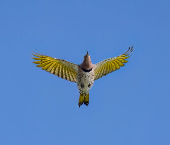 Northern Flicker Yellow-shafted