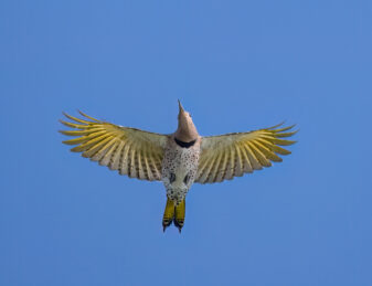 Northern Flicker Yellow-shafted