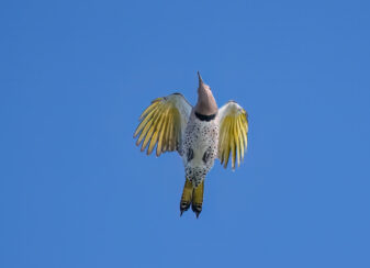 Northern Flicker Yellow-shafted