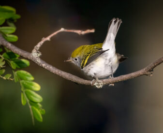 Bay-breasted Warbler