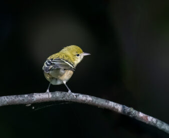 Bay-breasted Warbler