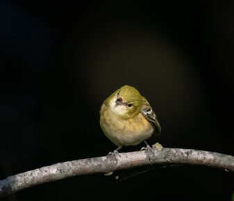 Bay-breasted Warbler