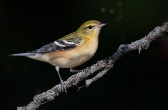 Bay-breasted Warbler