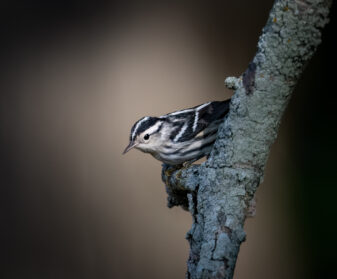 Black-and-white Warbler