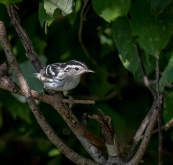 Black-and-white Warbler