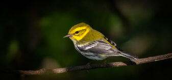 Black-throated Green Warbler