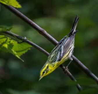 Blackburnian Warbler