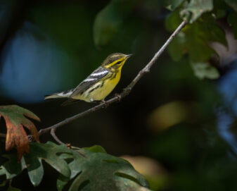 Blackburnian Warbler