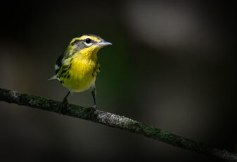 Blackburnian Warbler