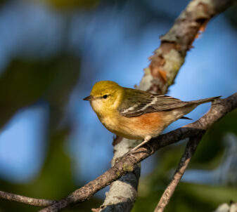 Blackpoll Warbler