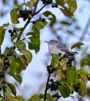 Blue-grey Gnatcatcher