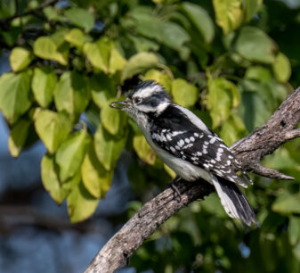 Downy Woodpecker