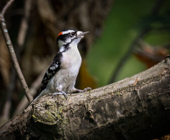 Downy Woodpecker