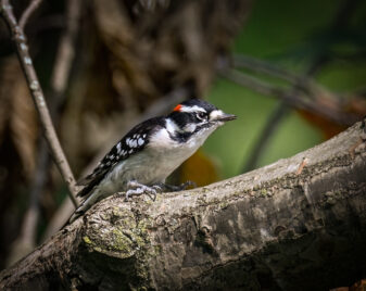 Downy Woodpecker