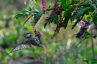 European Starling