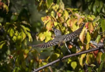 Great Crested Flycatcher