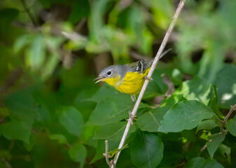 Magnolia Warbler