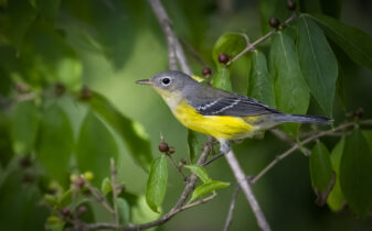 Magnolia Warbler