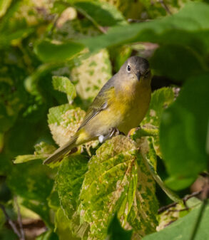 Nashville Warbler