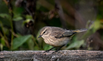 Palm Warbler