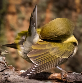 Tennessee Warbler