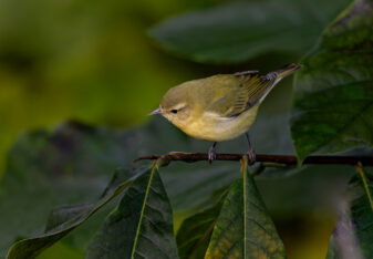 Tennessee Warbler